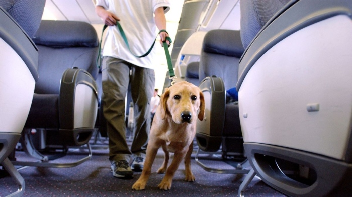 България Еър пуска превоз на кучета на борда на самолетите 